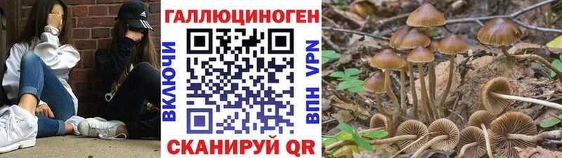Псилоцибиновые грибы мицелий  Холмск 